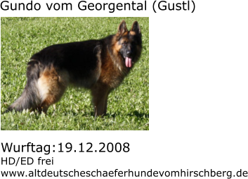 Gundo vom Georgental (Gustl) Wurftag:19.12.2008 HD/ED frei www.altdeutscheschaeferhundevomhirschberg.de